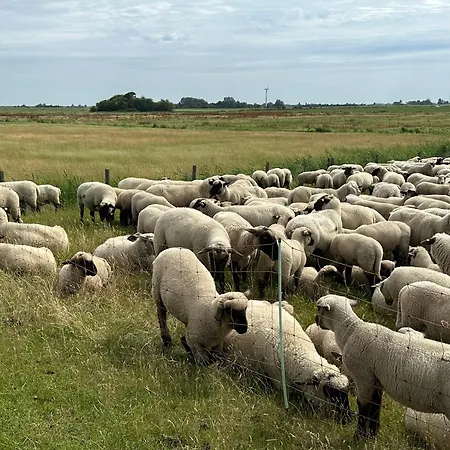 Moewennest Holiday home Krummhoern